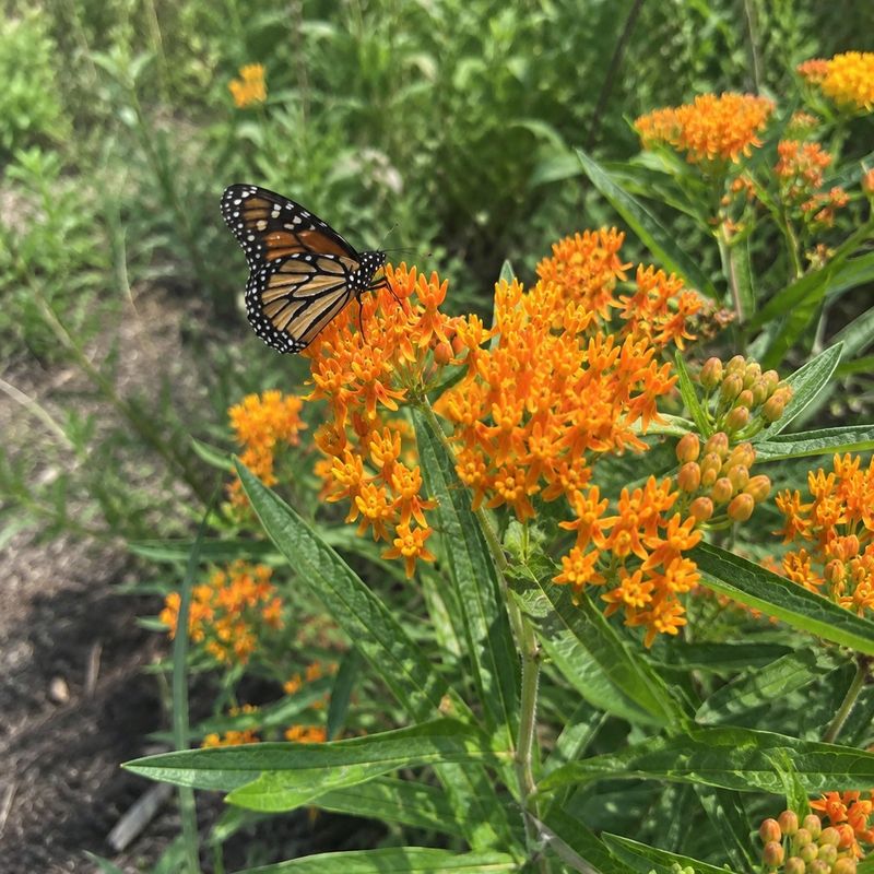 Butterfly Weed Feeds Monarchs And Handles Poor Soil