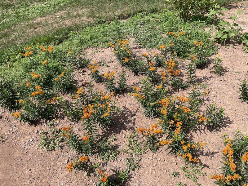 Butterfly Weed Flourishes In Poor Ground