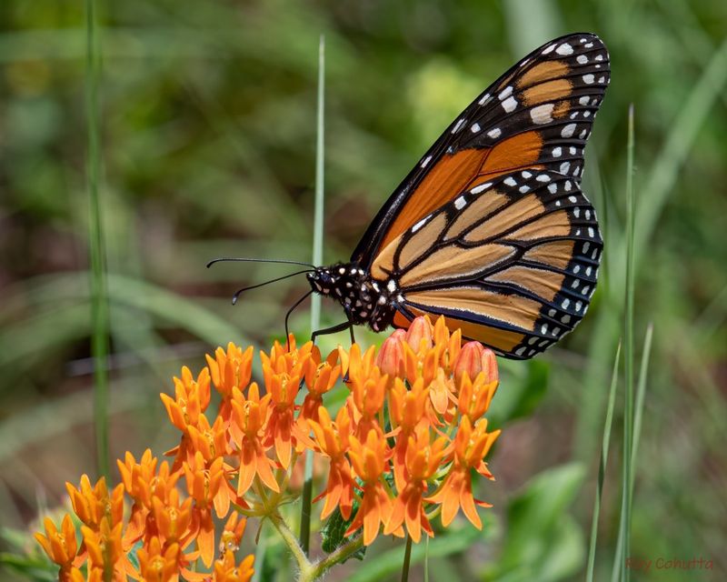 Butterfly Weed Butterfly Weed