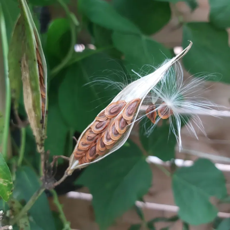 Butterfly Weed Butterfly Weed