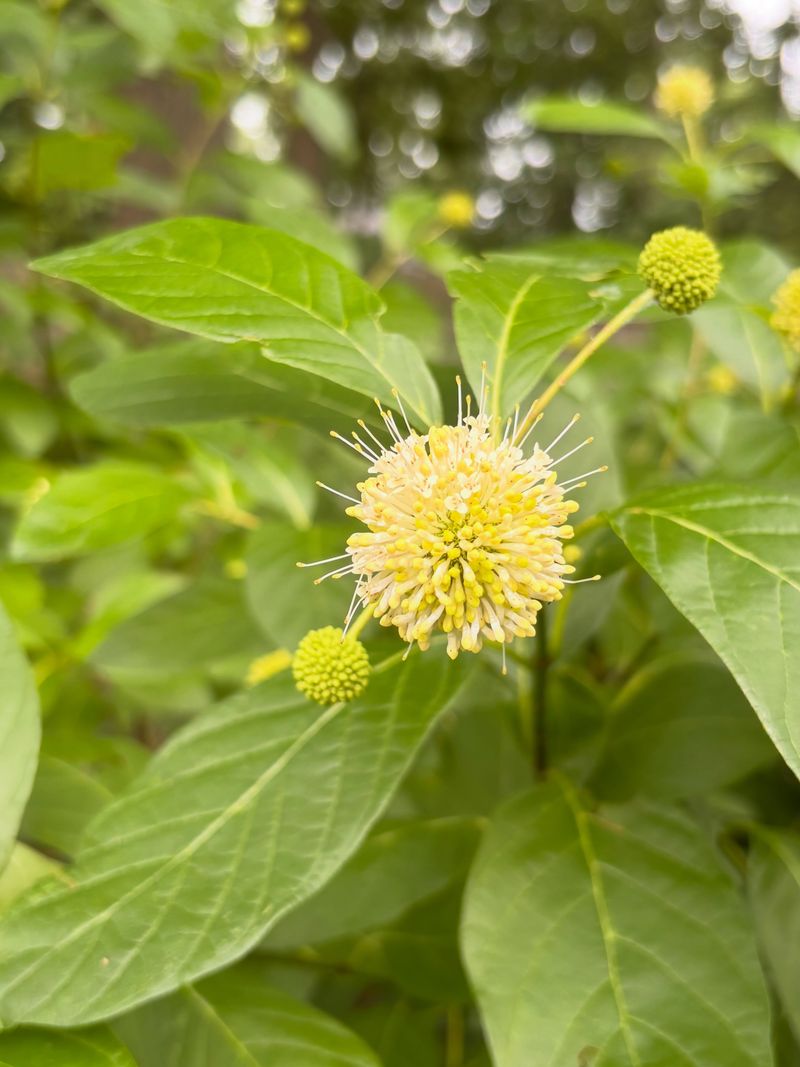 Buttonbush