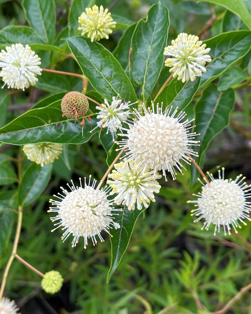 Buttonbush Buttonbush
