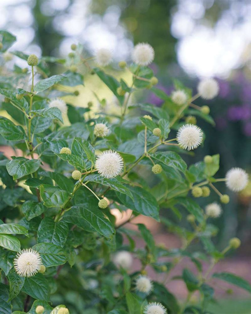 Buttonbush