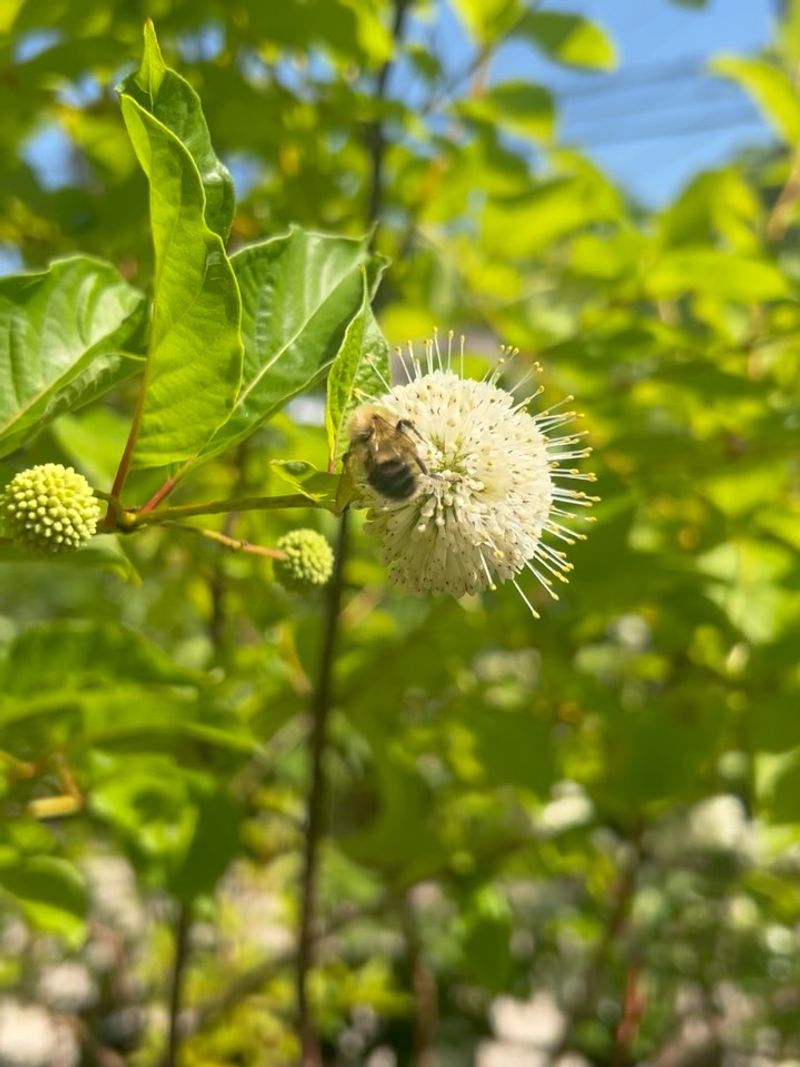 Buttonbush Brings Round White Blooms That Pollinators Flock To Buttonbush Brings Round White Blooms That Pollinators Flock To