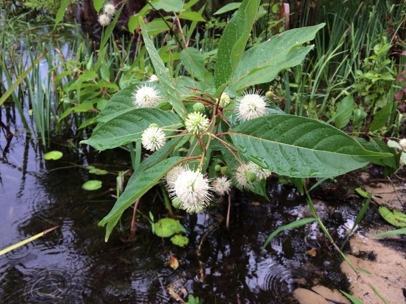 Buttonbush (Cephalanthus occidentalis) Buttonbush (Cephalanthus occidentalis)