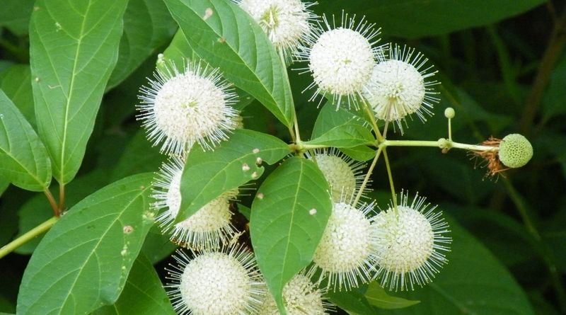 Buttonbush Handles Moist Soil And Supports Wildlife