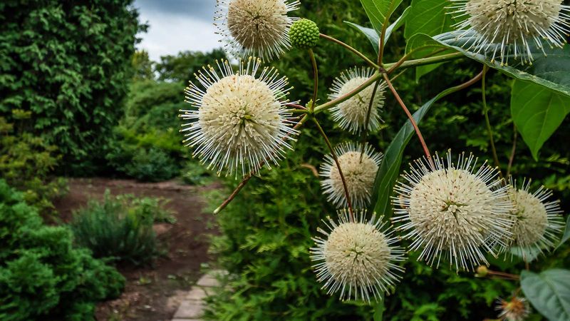Buttonbush Makes Sense For Moist Garden Areas
