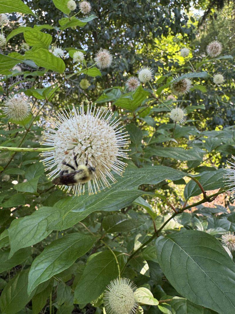 Buttonbush Supports Pollinators Around Water Buttonbush Supports Pollinators Around Water