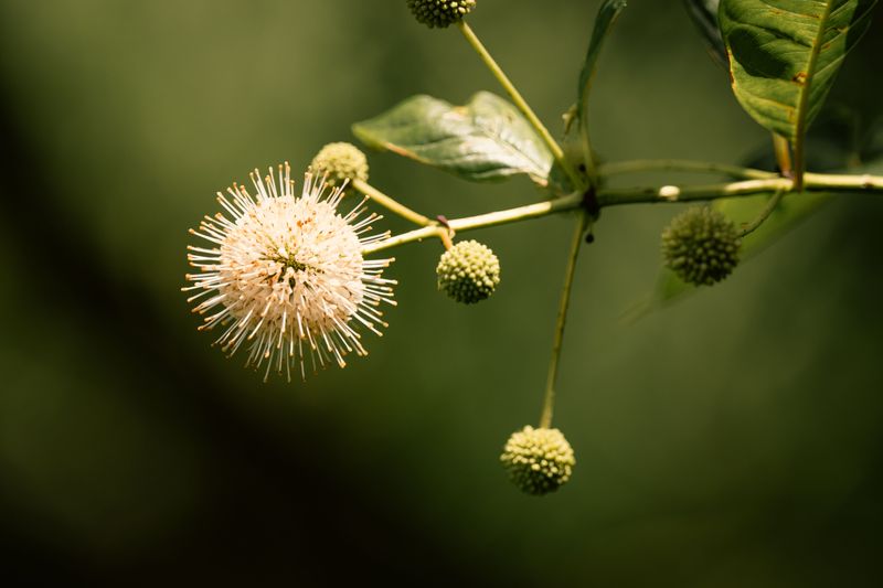 Buttonbush Turns Blooms Into A Bug Buffet
