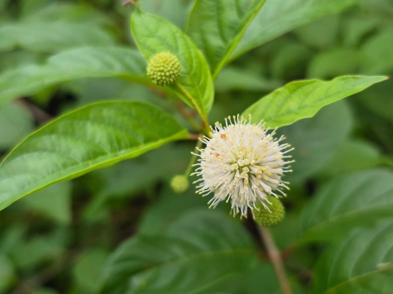 Buttonbush Buttonbush