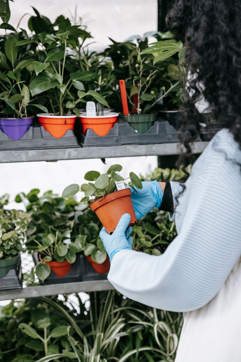Buying Plants Already Past Their Peak