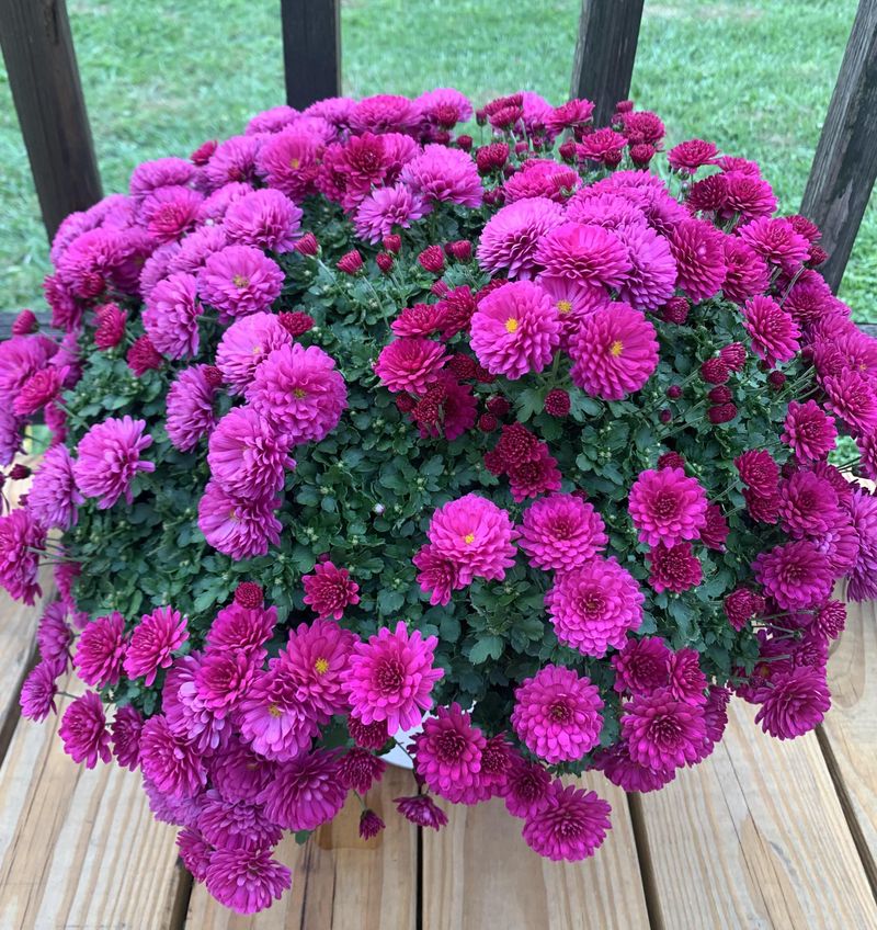 Buying Plants That Are Already In Full Bloom Buying Plants That Are Already In Full Bloom