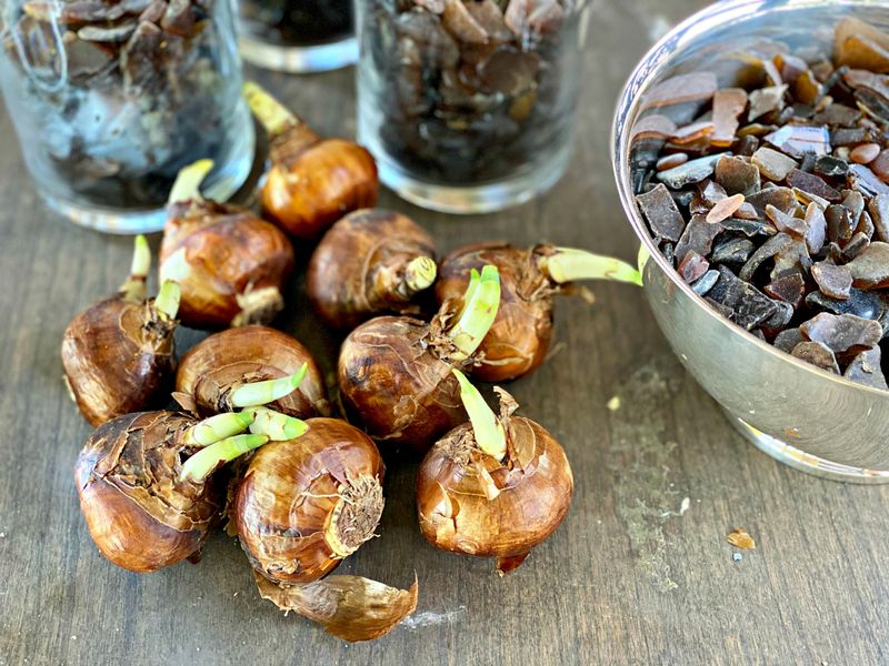 Buying Soft Or Moldy Bulbs