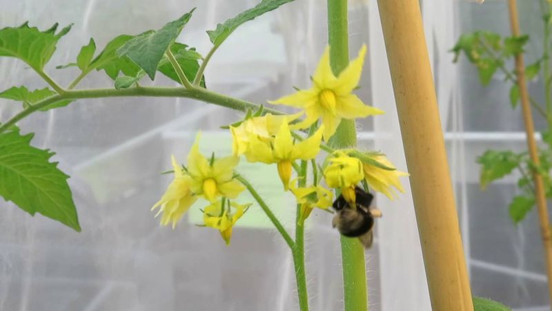 Buzz pollination helps release enclosed pollen