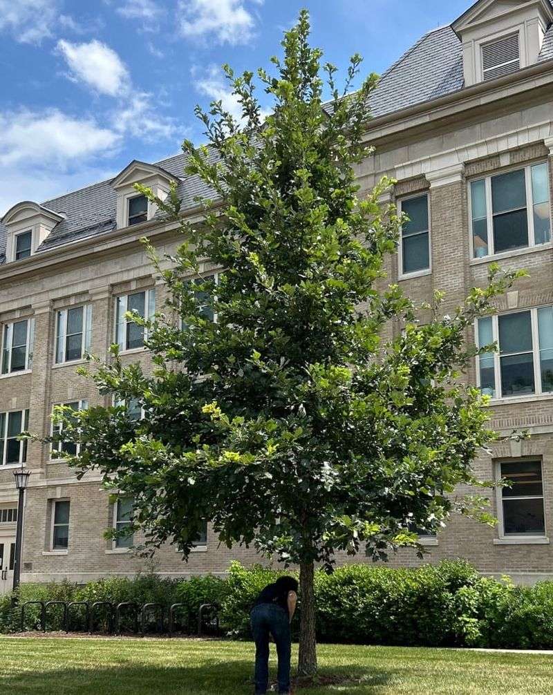 By Contrast, Healthy Established Shade Trees Don’t Need A September Feeding