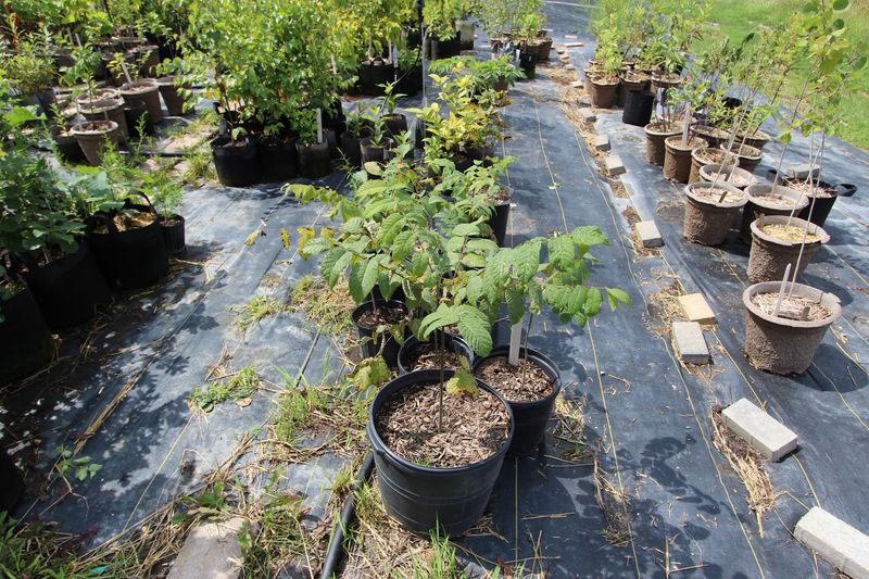 CW Native Plant Farm CW Native Plant Farm