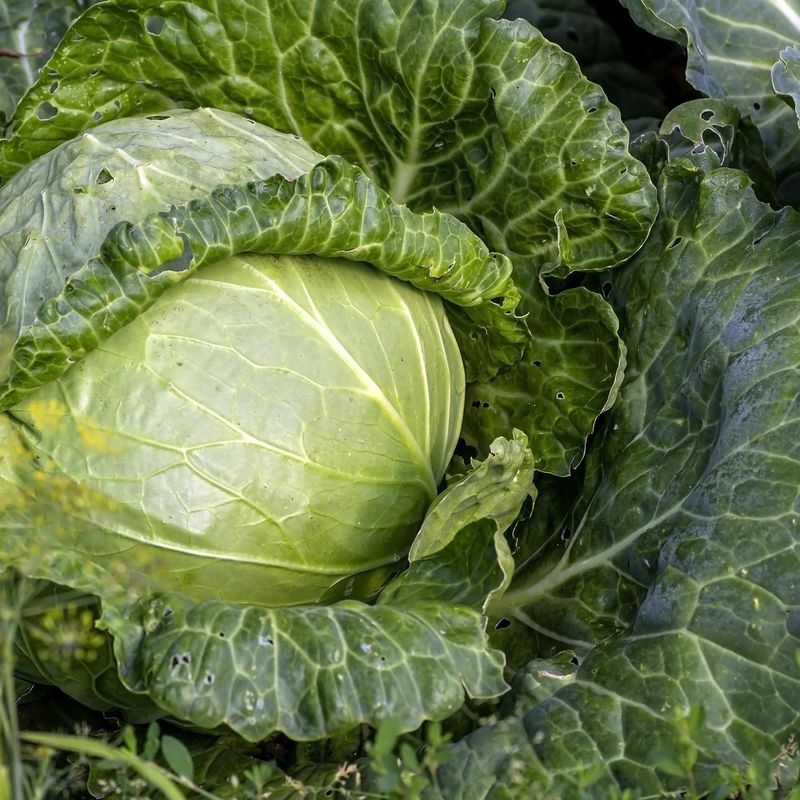 Cabbage Cabbage