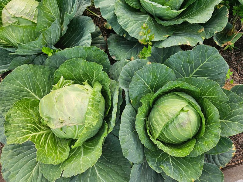Cabbage And Its Hungry Appetite Cabbage And Its Hungry Appetite