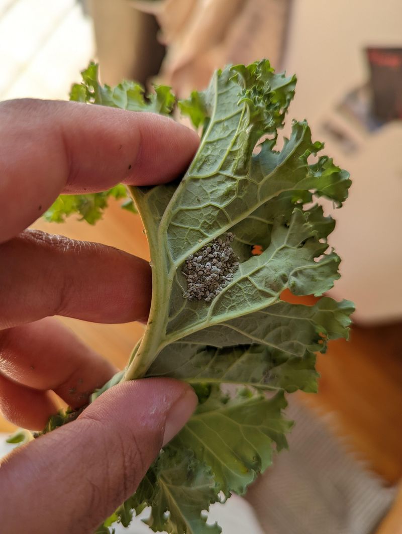 Cabbage Aphids Thrive In Cool Fall Weather