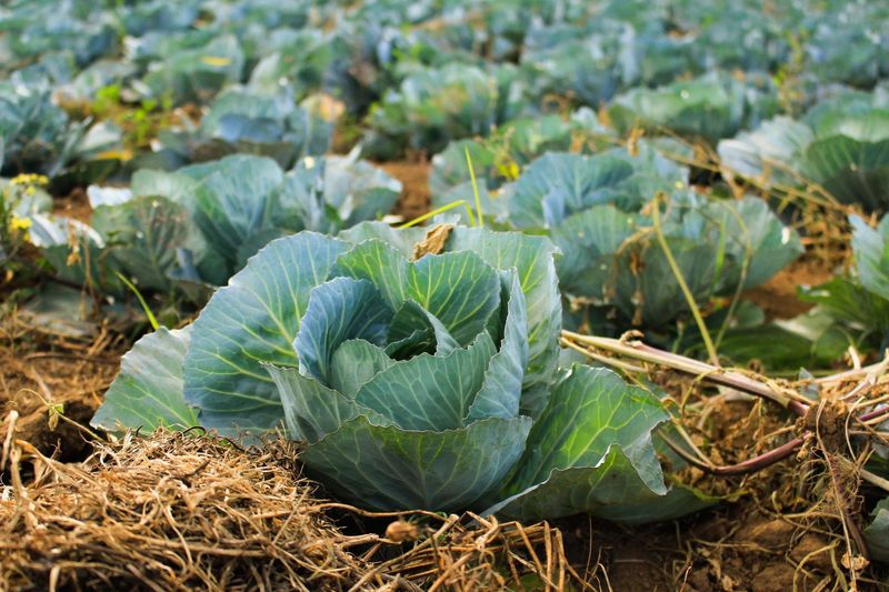 Cabbage Family Crops Compete For Space