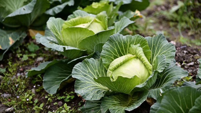 Cabbage Family Crops Crowd The Soil Cabbage Family Crops Crowd The Soil