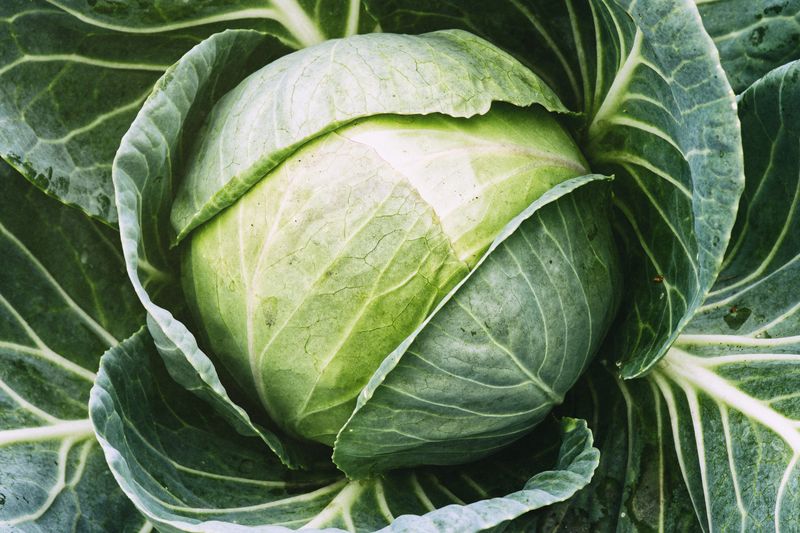 Cabbage For Heavy Winter Heads Cabbage For Heavy Winter Heads