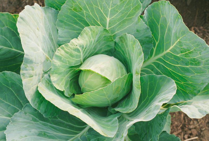 Cabbage Heads Firm Up And Sweeten In The Cold