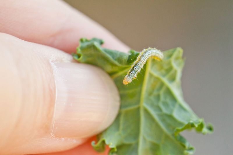 Cabbage Worms