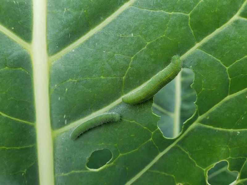 Cabbage Worms Cabbage Worms