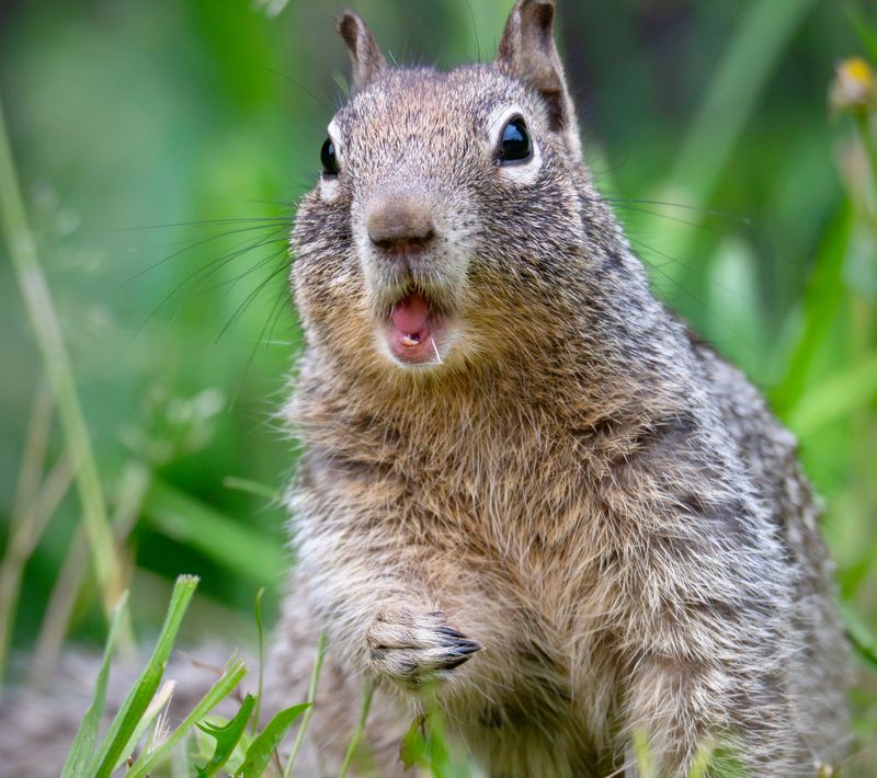 Caching Food Now Fuels Winter Dormancy