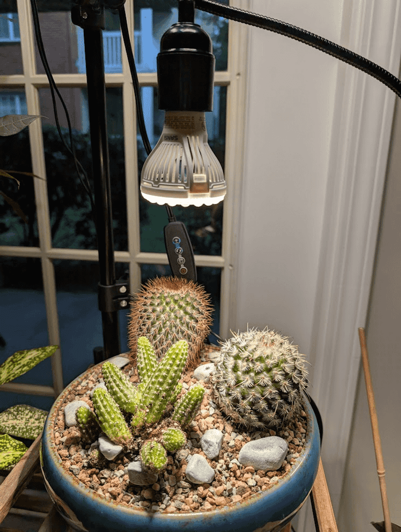 Cactus, Blamed For Prickly Energy In Feng Shui Cactus, Blamed For Prickly Energy In Feng Shui