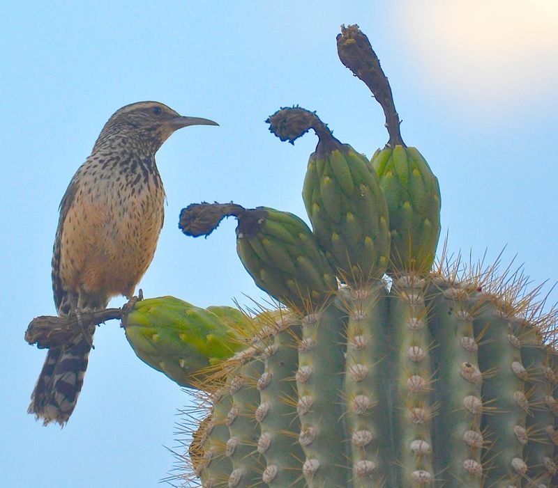 Cactus wrens are not dependable pest control Cactus wrens are not dependable pest control