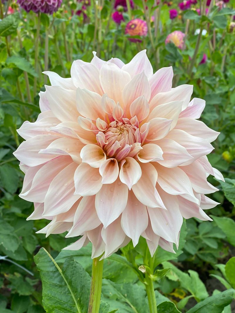 'Café Au Lait' Dahlia 'Café Au Lait' Dahlia
