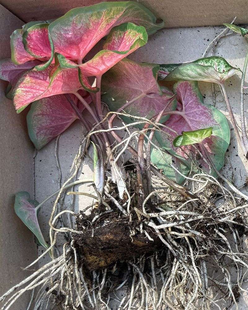 Caladium Tubers Sulk The Moment Nights Turn Chilly