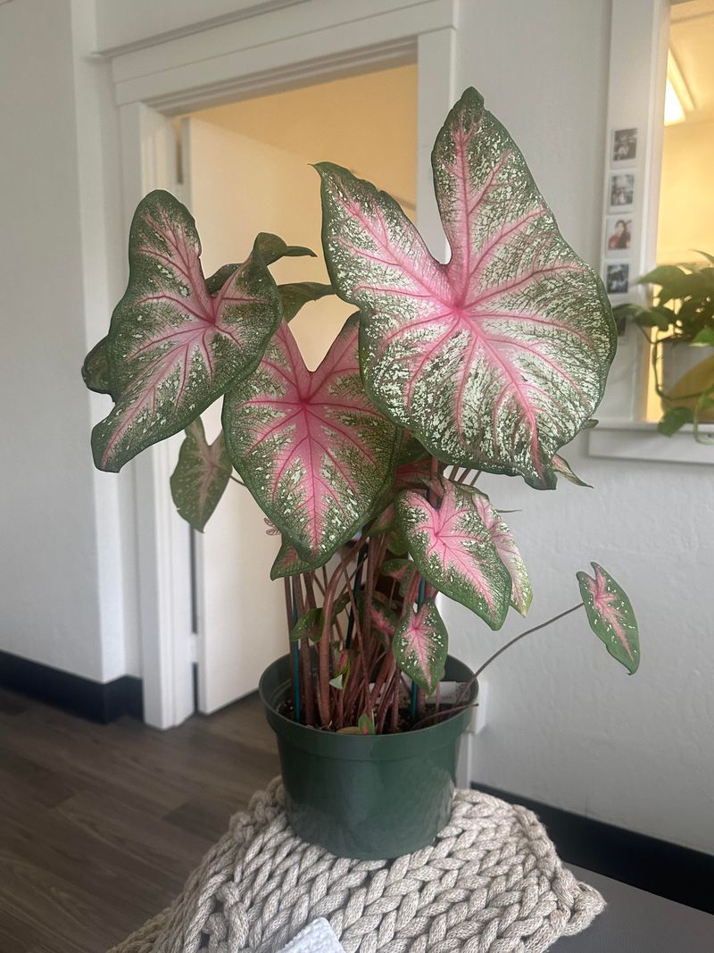 Caladiums Can Rest Indoors Until Warm Weather