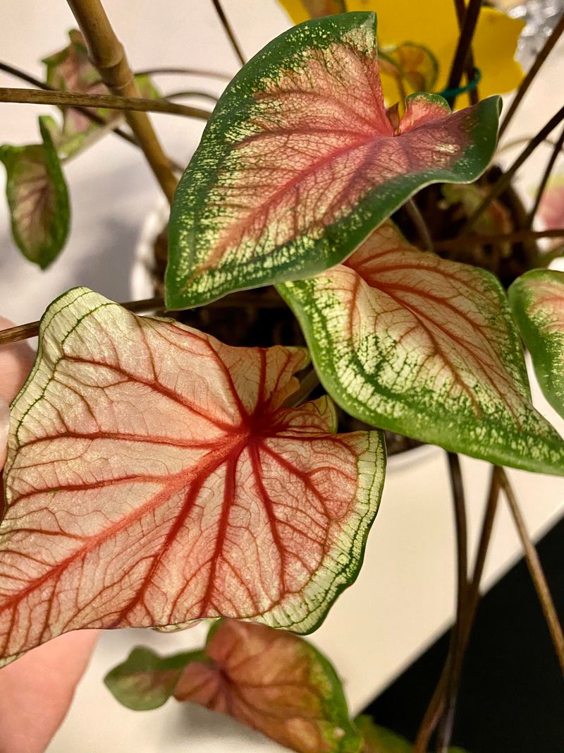 Caladiums Need Warmth To Survive Storage