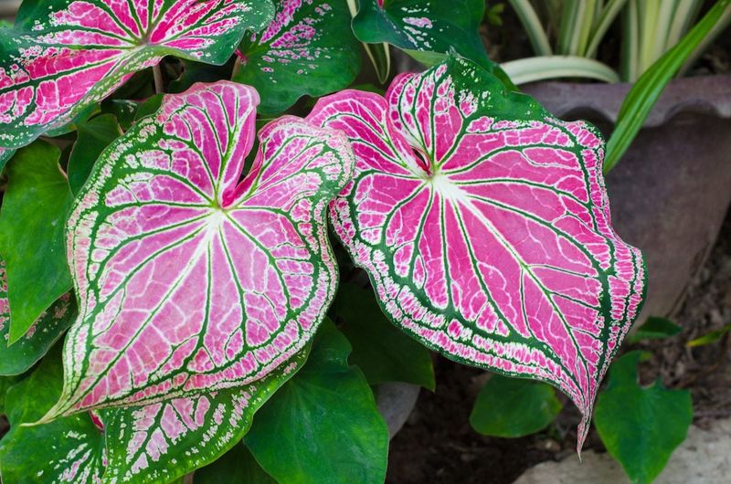 Caladiums Caladiums