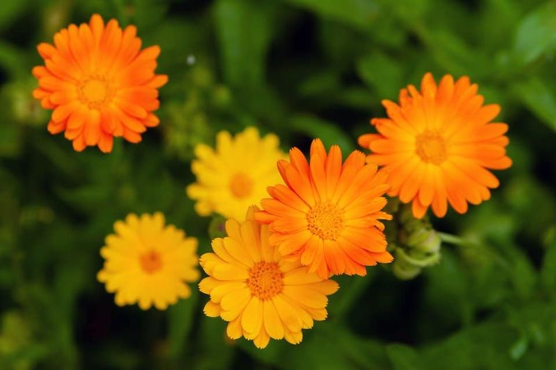 Calendula Adds Color And Edible Flowers