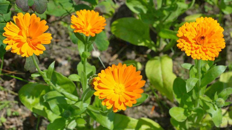 Calendula Blooms Steadily All Season Calendula Blooms Steadily All Season