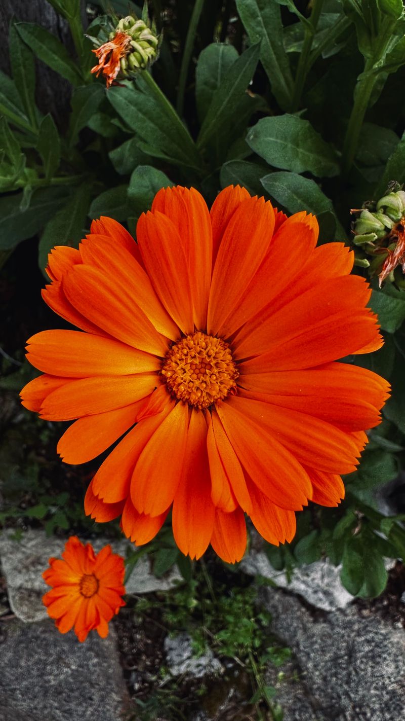 Calendula For Sunny Orange Faces
