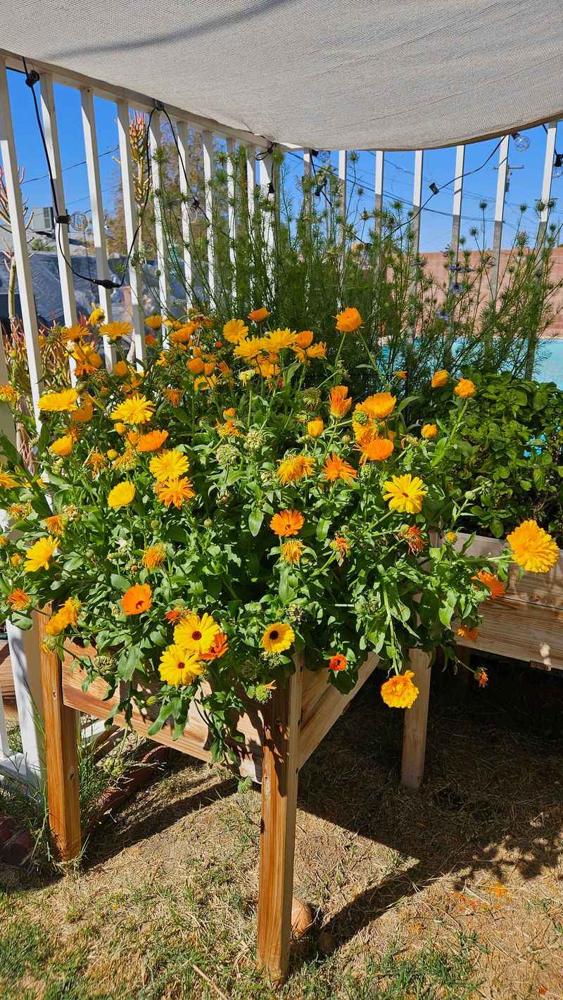 Calendula Handles Milder Late Season Temperatures Calendula Handles Milder Late Season Temperatures