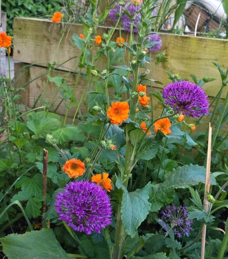 Calendula Looks Great With Purple Salvia