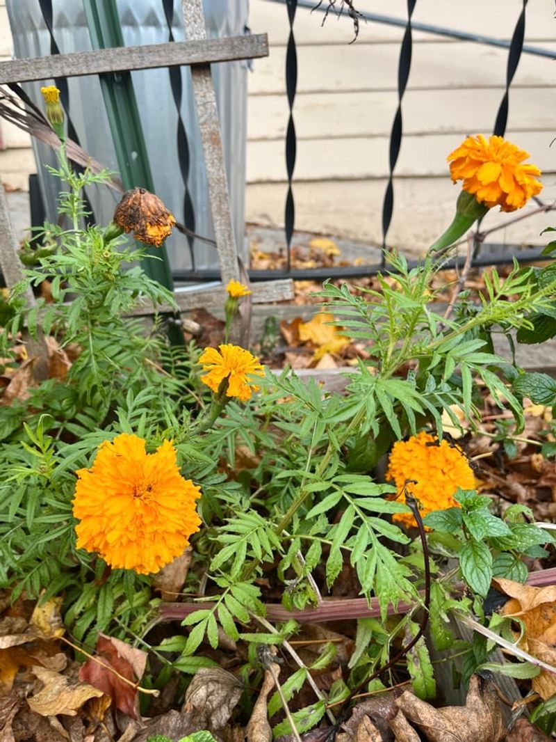 Calendula Thrives In Milder Temperatures Calendula Thrives In Milder Temperatures