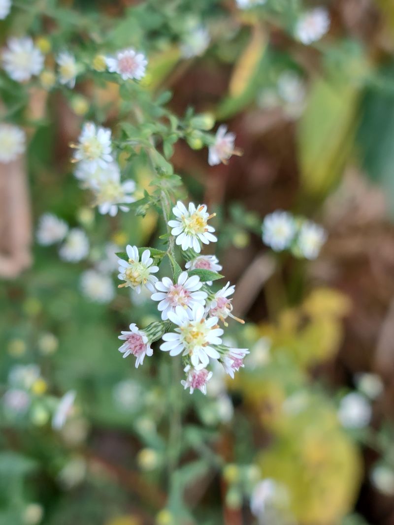 Calico Aster Adds Late-Season White And Pink Calico Aster Adds Late-Season White And Pink