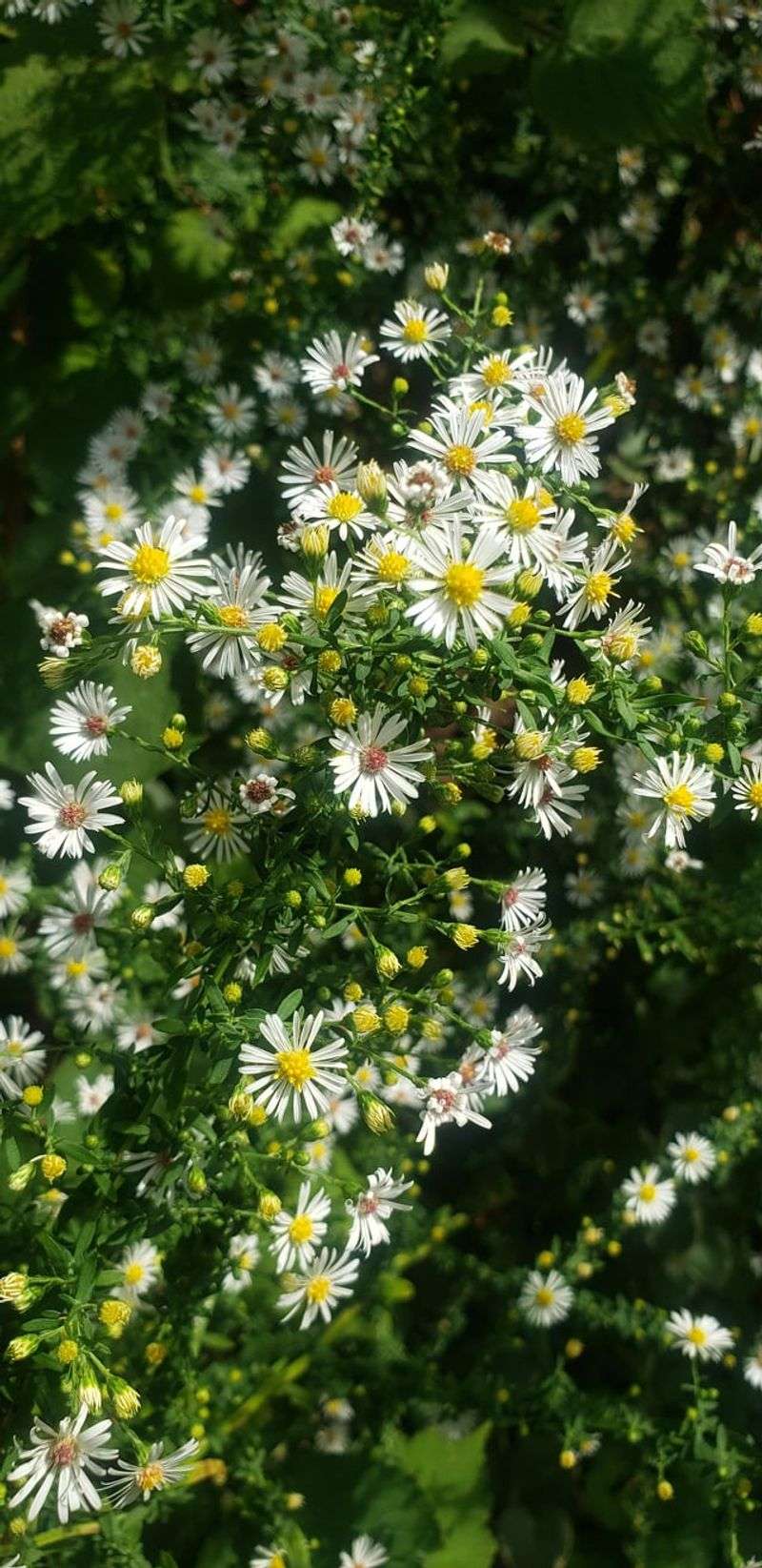 Calico Asters Add Delicate Blooms In September And October