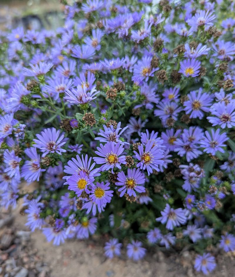 California Aster Draws Bees Into Fall California Aster Draws Bees Into Fall