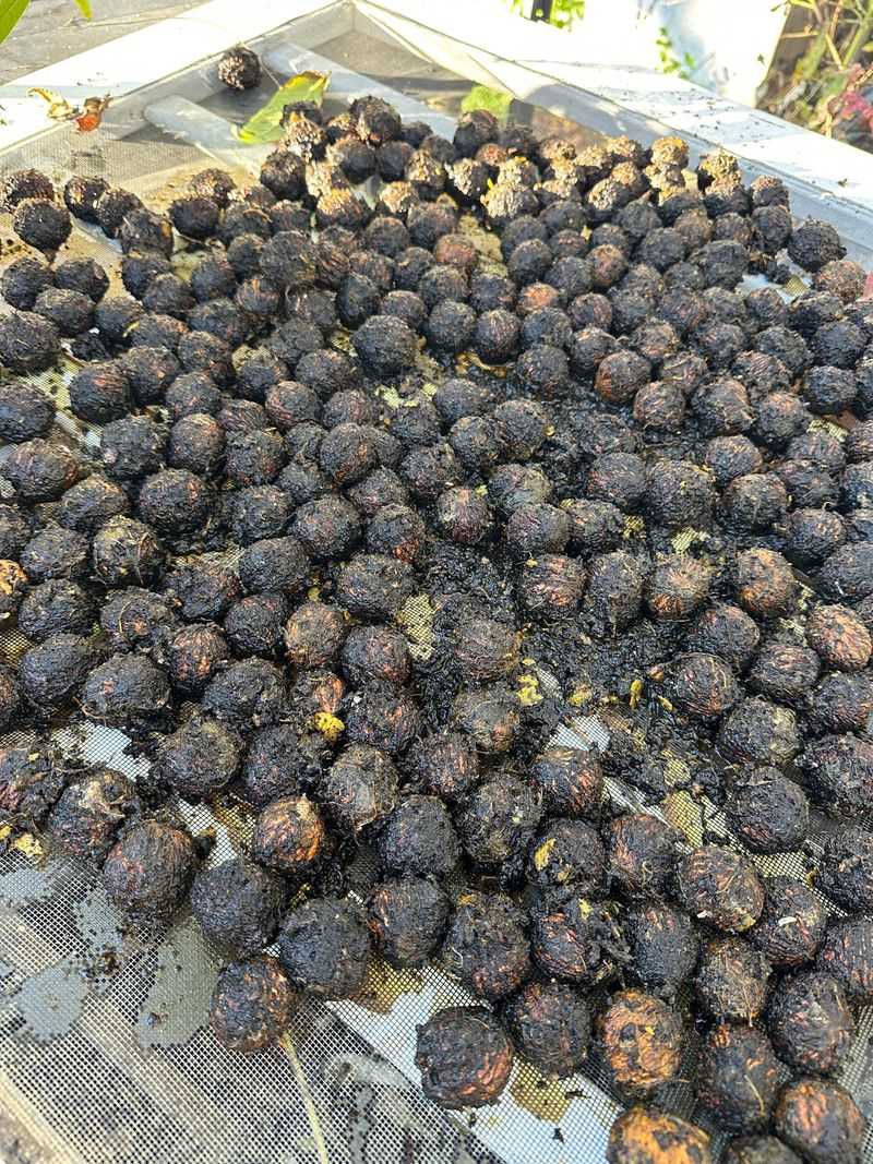 California Black Walnut Seeds Need Cracking Help California Black Walnut Seeds Need Cracking Help