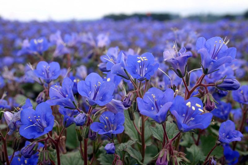 California Bluebells Thrive On Fall Sowing