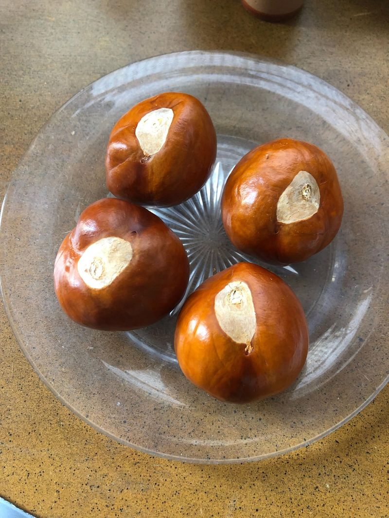 California Buckeye Seeds Need No Delay California Buckeye Seeds Need No Delay