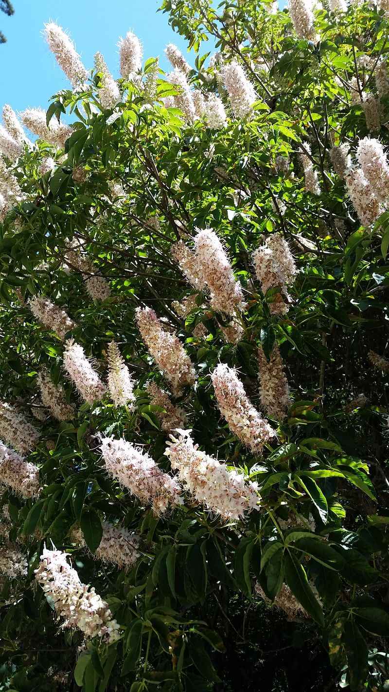 California Buckeye California Buckeye